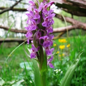 Photographie n°2296465 du taxon Dactylorhiza incarnata (L.) Soó [1962]