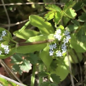  - Valerianella locusta f. locusta 