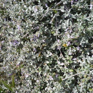 Photographie n°2296518 du taxon Teucrium fruticans L. [1753]