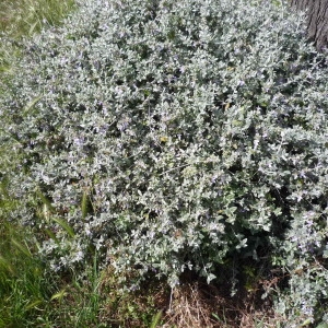 Photographie n°2296519 du taxon Teucrium fruticans L. [1753]