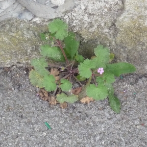 Photographie n°2296546 du taxon Geranium rotundifolium L.