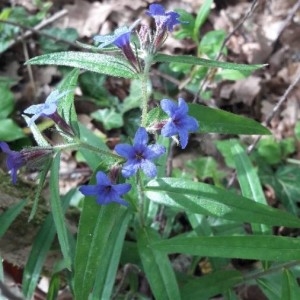 Photographie n°2296550 du taxon Buglossoides purpurocaerulea (L.) I.M.Johnst.