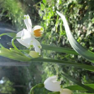 Photographie n°2296570 du taxon Leucojum aestivum L.