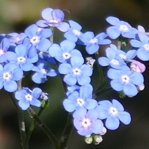 Photographie n°2296576 du taxon Omphalodes verna Moench [1794]