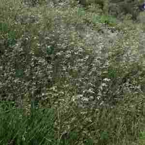 Photographie n°2296582 du taxon Silene italica (L.) Pers. [1805]