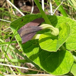 Photographie n°2296587 du taxon Aristolochia rotunda L. [1753]