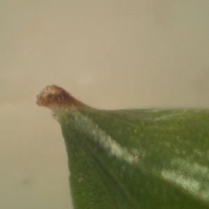 Photographie n°2296609 du taxon Carex pendula Huds. [1762]