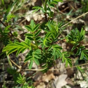 Photographie n°2296612 du taxon Rosa spinosissima L. [1753]