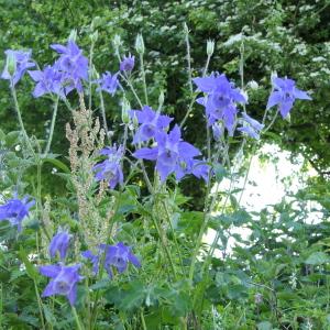 Photographie n°2296629 du taxon Aquilegia vulgaris L. [1753]