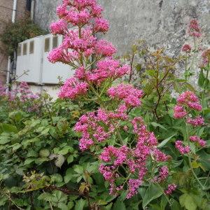 Photographie n°2296637 du taxon Centranthus ruber (L.) DC. [1805]