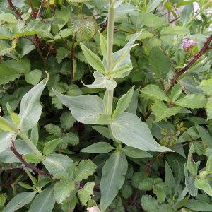 Photographie n°2296638 du taxon Centranthus ruber (L.) DC. [1805]