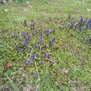 Photographie n°2296641 du taxon Ajuga reptans L. [1753]