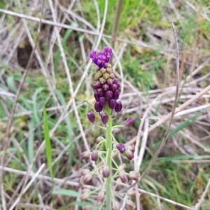 Photographie n°2296655 du taxon Muscari comosum (L.) Mill. [1768]