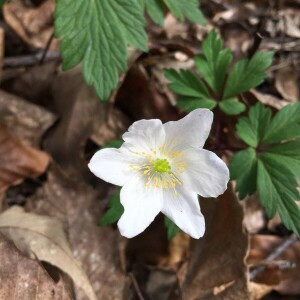 Photographie n°2296676 du taxon Anemone nemorosa L. [1753]