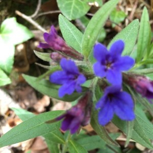 Photographie n°2296681 du taxon Buglossoides purpurocaerulea (L.) I.M.Johnst. [1954]