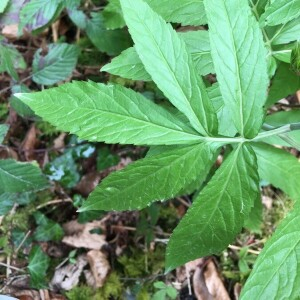 Photographie n°2296683 du taxon Cardamine heptaphylla (Vill.) O.E.Schulz