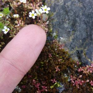 Photographie n°2296725 du taxon Saxifraga tridactylites L. [1753]