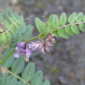 Photographie n°2296773 du taxon Vesce des haies