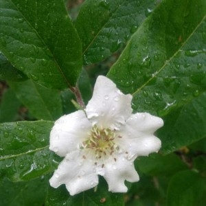 Photographie n°2296789 du taxon Crataegus germanica (L.) Kuntze [1891]