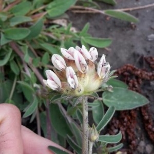 Photographie n°2296807 du taxon Anthyllis vulneraria L. [1753]