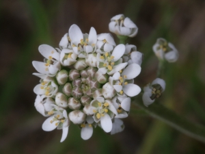 Barbara Mai, le 21 avril 2019 (35550 Saint-Just, France (Landes de Cojoux))