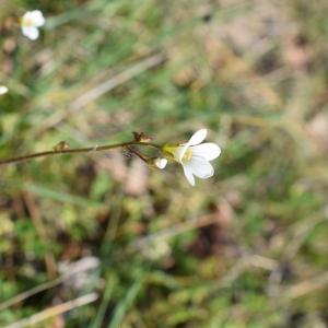 Photographie n°2296825 du taxon Saxifraga granulata L. [1753]