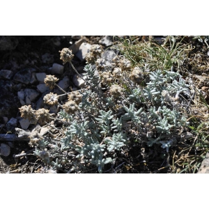 Teucrium rouyanum H.J.Coste & Soulié (Germandrée de Rouy)