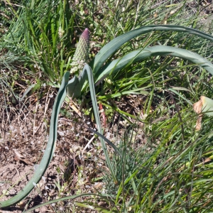 Photographie n°2296847 du taxon Muscari comosum (L.) Mill. [1768]