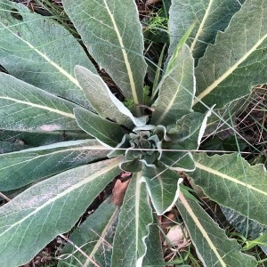 Photographie n°2296862 du taxon Verbascum thapsus L. [1753]