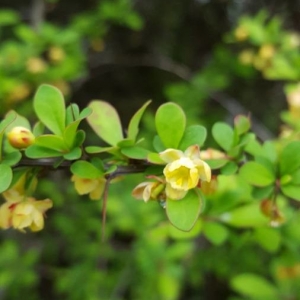 Photographie n°2296915 du taxon Berberis vulgaris L. [1753]