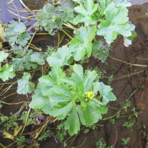 Photographie n°2296919 du taxon Ranunculus sceleratus subsp. sceleratus