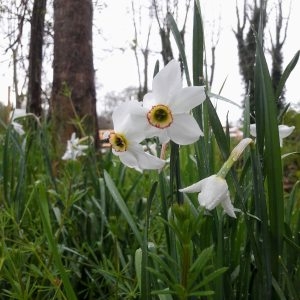 Photographie n°2296986 du taxon Narcissus poeticus L. [1753]