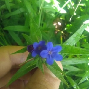 Photographie n°2296998 du taxon Buglossoides purpurocaerulea (L.) I.M.Johnst. [1954]