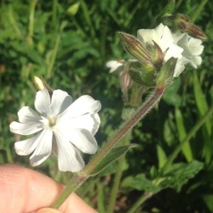 Photographie n°2297012 du taxon Silene latifolia subsp. alba (Mill.) Greuter & Burdet [1982]