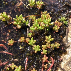 Photographie n°2297022 du taxon Sedum album L. [1753]