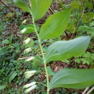 Photographie n°2297055 du taxon Polygonatum multiflorum (L.) All. [1785]