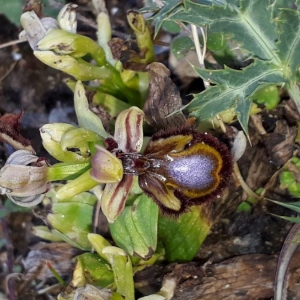 Photographie n°2297056 du taxon Ophrys speculum Link [1799]