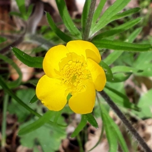 Photographie n°2297058 du taxon Ranunculus bulbosus L. [1753]