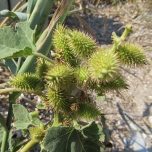 Photographie n°2297121 du taxon Xanthium orientale subsp. italicum (Moretti) Greuter [2003]