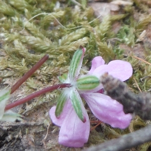 Photographie n°2297148 du taxon Erodium cicutarium (L.) L'Hér. [1789]