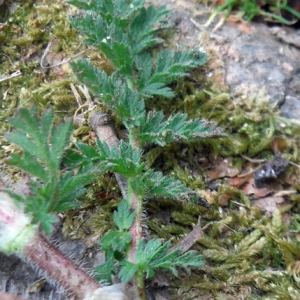 Photographie n°2297150 du taxon Erodium cicutarium (L.) L'Hér. [1789]