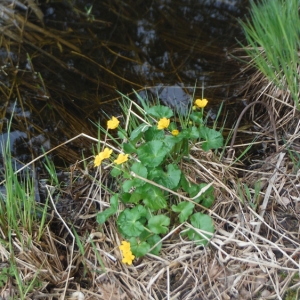 Photographie n°2297157 du taxon Caltha palustris L. [1753]