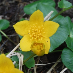 Photographie n°2297158 du taxon Caltha palustris L. [1753]