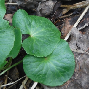 Photographie n°2297159 du taxon Caltha palustris L. [1753]