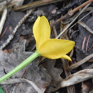 Photographie n°2297160 du taxon Caltha palustris L. [1753]