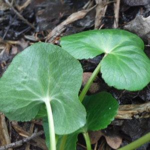 Photographie n°2297161 du taxon Caltha palustris L. [1753]