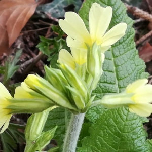 Photographie n°2297163 du taxon Primula elatior (L.) Hill [1765]