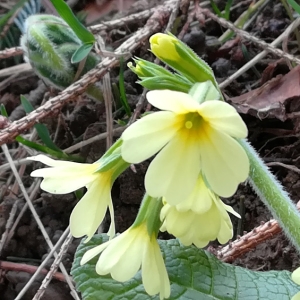 Photographie n°2297165 du taxon Primula elatior (L.) Hill [1765]