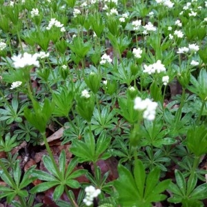 Photographie n°2297173 du taxon Galium odoratum (L.) Scop. [1771]