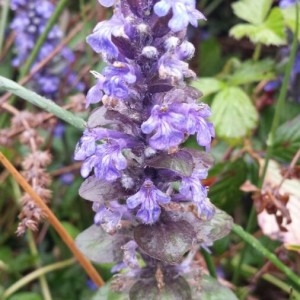 Photographie n°2297177 du taxon Ajuga reptans L. [1753]